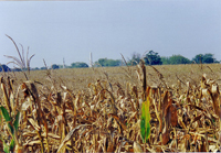 The Cornfield