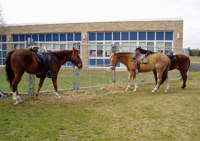 coffee break for the horses