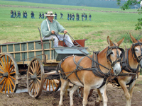 Mister and his Mules