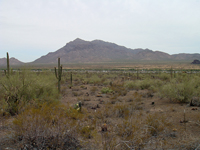 The Battle of Picacho Pass