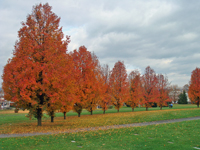 Autumn foliage