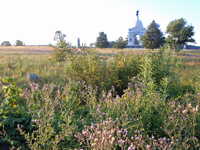 Fields of thistle