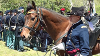 Our very well behaved equine 