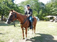 The Cavalry Returns!