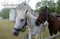 Relaxing at the barn