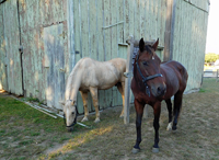 Partying hard at the Barn