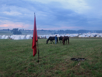 Horse Breakfast!