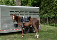 Frank's new steed, Chase