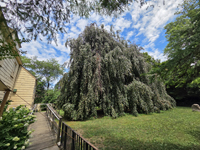 The famous Weeping Beech